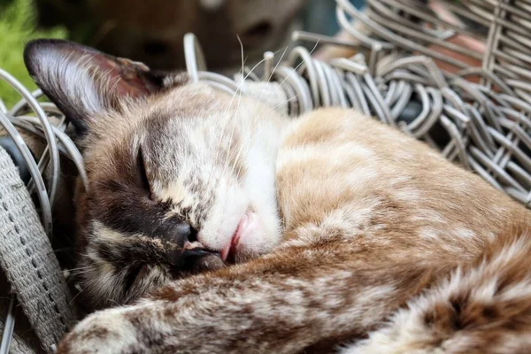 Indah Tidur Kucing Abu Abu — Stok Foto