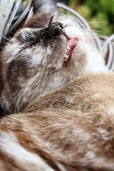 Indah Tidur Kucing Abu Abu — Stok Foto