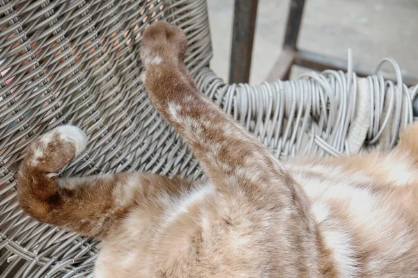 Gri Ayaklı Güzel Kedi — Stok fotoğraf