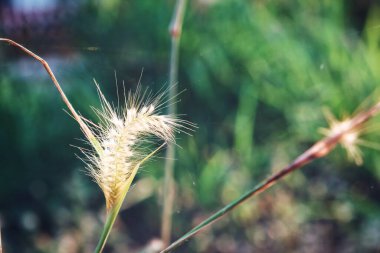 Beyaz bahar çiçeklerinin güzelliği