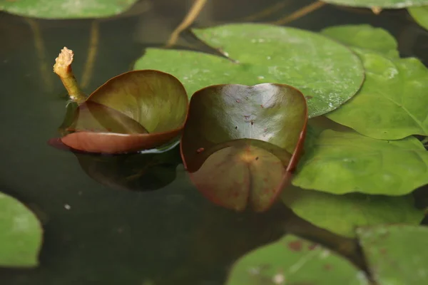 Hermosa Hojas Tropicales Loto — Foto de Stock