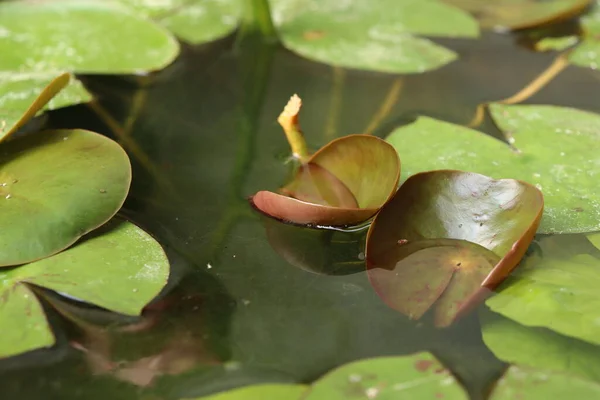 Schöne Der Tropischen Lotusblätter — Stockfoto