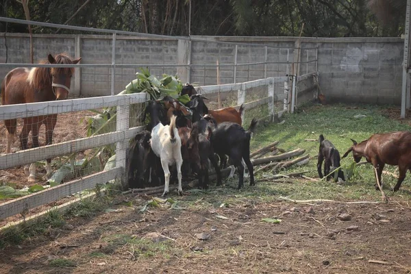 Animais Caprinos Exploração — Fotografia de Stock