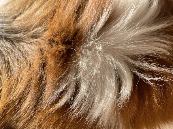 Pes Kožešiny Pozadí Nebo Textura — Stock fotografie