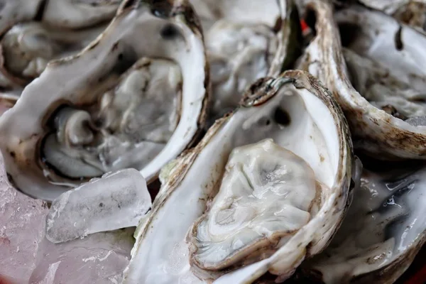 หอยนางรมสดและอาหารทะเลเปล อกบนพ นหล งไม — ภาพถ่ายสต็อก