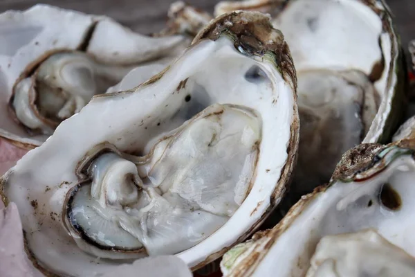 Tahta arka planda taze istiridye ve deniz ürünleri.
