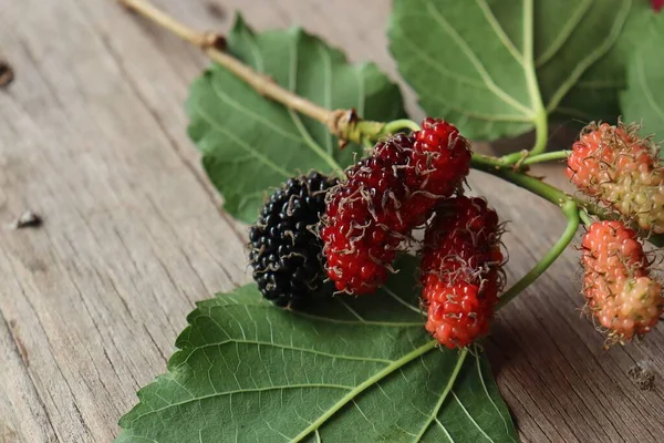 Mulberry Leaves Wood Background — 스톡 사진