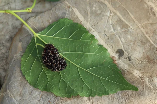 Mulberry Leaves Wood Background — Fotografia de Stock