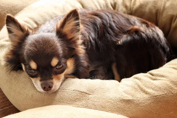 Słodkie Chihuahua Pies Zwierzę — Zdjęcie stockowe