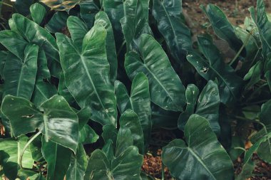 Yeşil tropik yaprakların güzelliği