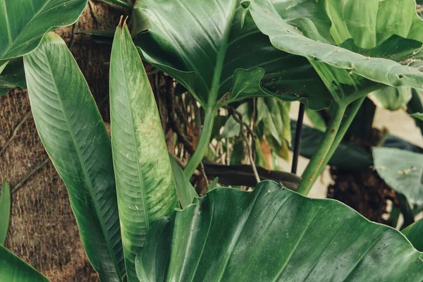 Vackra Gröna Tropiska Blad — Stockfoto