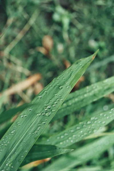 Bela Folhas Tropicais Verdes — Fotografia de Stock