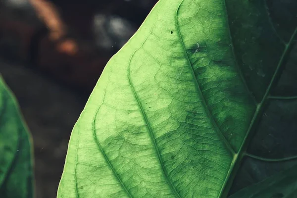 Schöne Grüne Tropische Blätter — Stockfoto