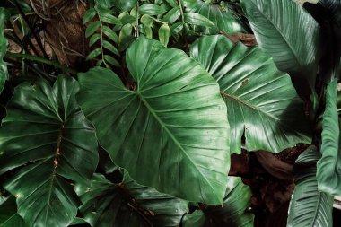 Yeşil tropik yaprakların güzelliği