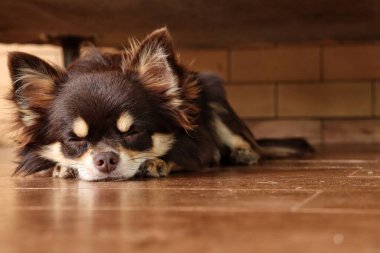 Chihuahua köpeğinin tatlı uykusu.