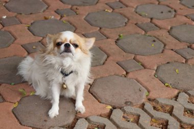 Chihuahua köpeğinin sevimli evcil hayvanı.