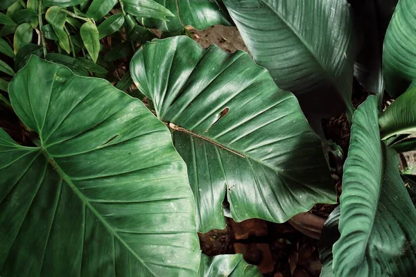 Hermosa Hojas Tropicales Verdes — Foto de Stock