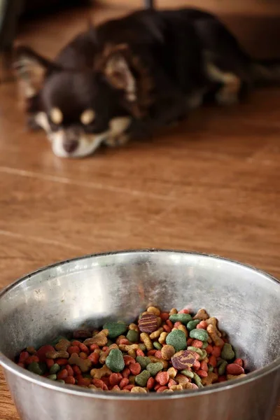 chihuahua dog and dried food