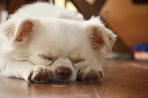 Χαριτωμένο Της Chihuahua Σκυλί Κατοικίδιο Ζώο Ύπνου — Φωτογραφία Αρχείου