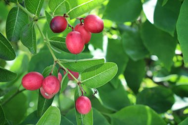 Kırmızı mucize tropikal meyve ve ağaçtaki yeşil yapraklar