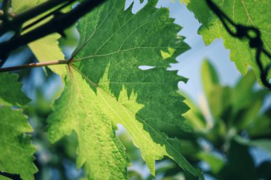 Üzümlerin güzel yeşil yaprakları.