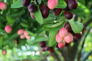 Kırmızı mucize tropikal meyve ve ağaçtaki yeşil yapraklar