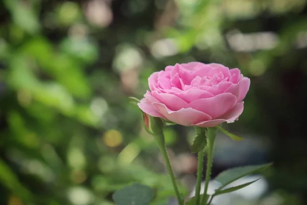 ピンクのバラの花のヴィンテージスタイルの美しい — ストック写真