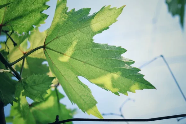 Hermosa Uvas Hojas Verdes —  Fotos de Stock