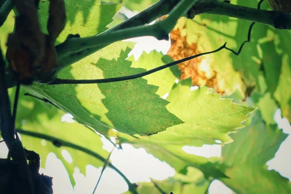 Piękne Winogron Zielone Liście — Zdjęcie stockowe