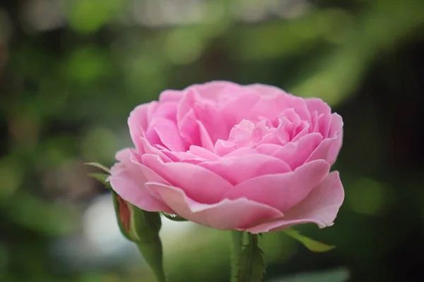 Όμορφο Ροζ Τριαντάφυλλο Λουλούδι Vintage Στυλ — Φωτογραφία Αρχείου