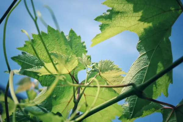 Piękne Winogron Zielone Liście — Zdjęcie stockowe