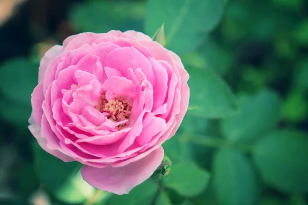 Hermosa Flor Rosa Rosa Estilo Vintage —  Fotos de Stock