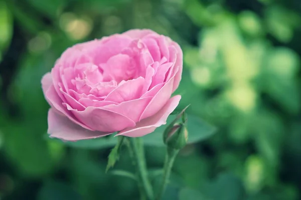 Bello Rosa Rosa Fiore Stile Vintage — Foto Stock