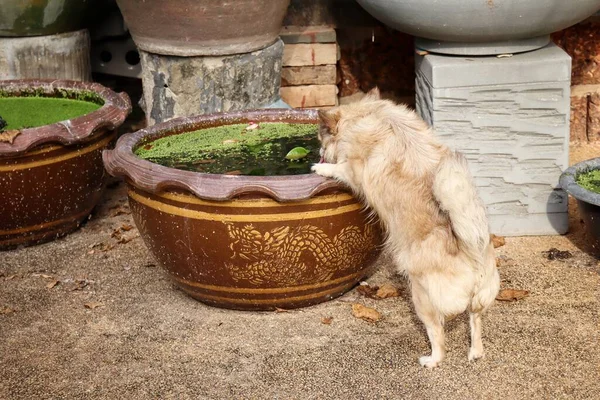 Close up of chihuahua dog drinking water