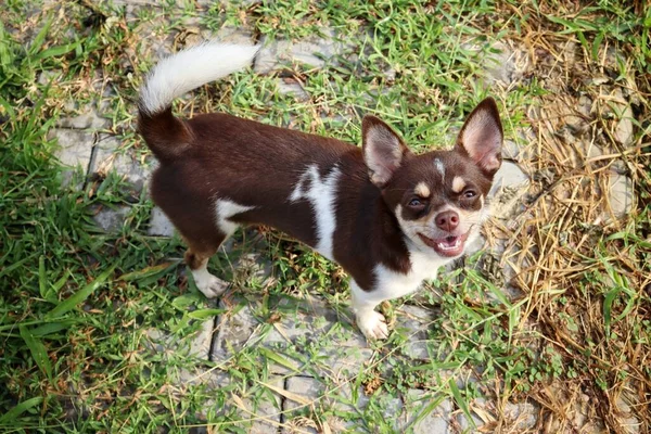 Cute Chihuahua Dog Garden — Stock Photo, Image