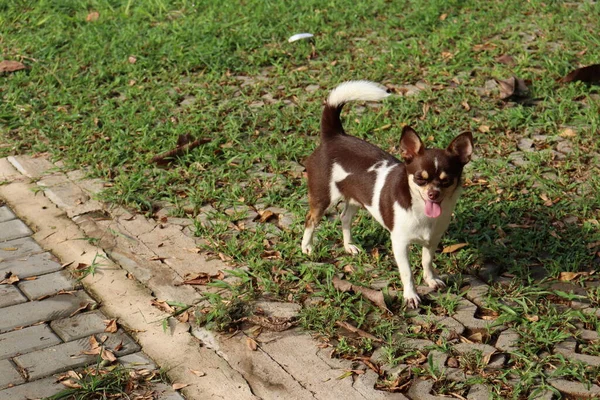 Χαριτωμένο Σκυλί Τσιουάουα Στον Κήπο — Φωτογραφία Αρχείου