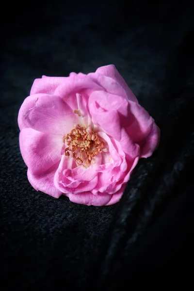 Цветок Розы Черном Фоне — стоковое фото