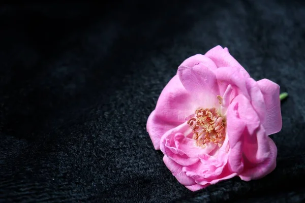 黒を背景にバラの花の美しい — ストック写真