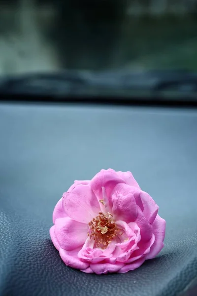 Piękny Kwiat Róży Samochodzie — Zdjęcie stockowe
