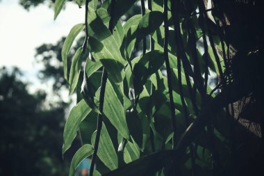 Yeşil tropik yaprakların güzelliği
