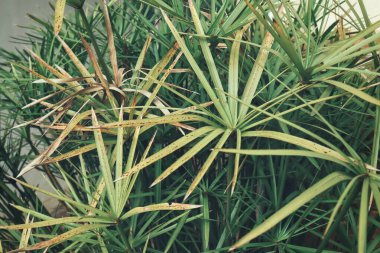 Güzel palm tropikal yaprak
