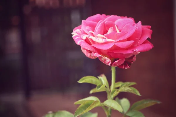 Vakkert Rød Roseblomst Vintage Stil – stockfoto