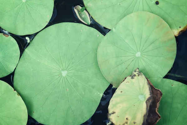 Beautiful Lotus Tropical Leaves — Stock Photo, Image