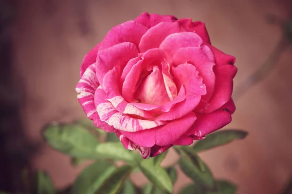 Linda Vermelho Rosa Flor Estilo Vintage — Fotografia de Stock