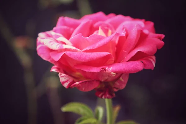 Vacker Röd Ros Blomma Vintage Stil — Stockfoto