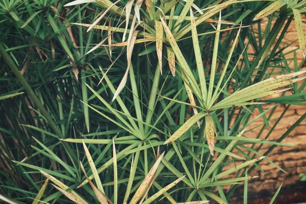 Güzel Palm Tropikal Yaprak — Stok fotoğraf