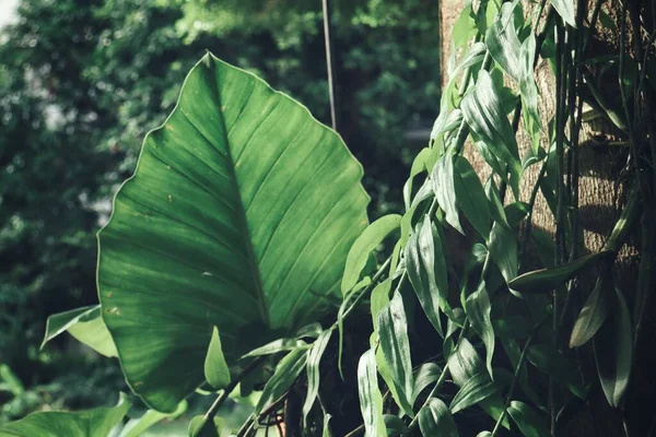 Vackra Gröna Tropiska Blad — Stockfoto