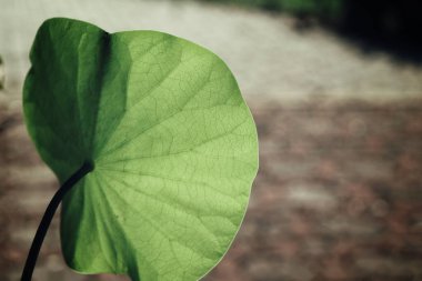 Yeşil tropik yaprakların güzelliği
