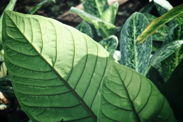 Hermosa Hojas Tropicales Verdes — Foto de Stock