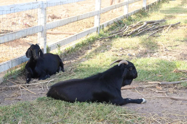 Animales Cabra Granja — Foto de Stock